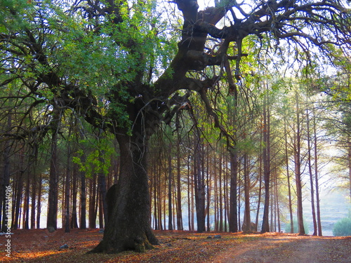 NATURE