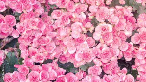 Fototapeta Naklejka Na Ścianę i Meble -  beautiful pink begonias in the garden, pastel color.