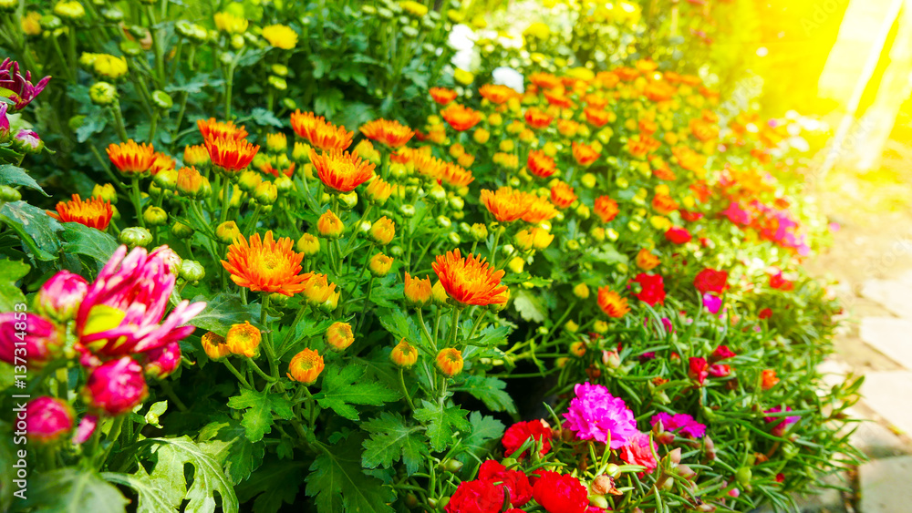 Colorful of chrysanthemum Flowers in Garden.Selective focus and sunlight effect.