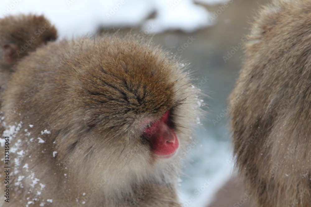 Naklejka premium japanese snow monkey