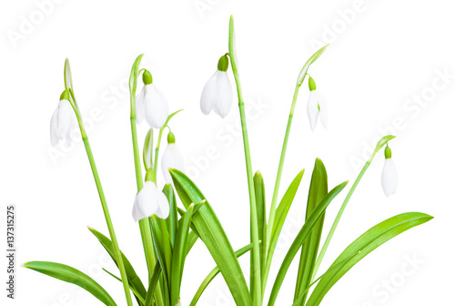 Spring snowdrops isolated on white background