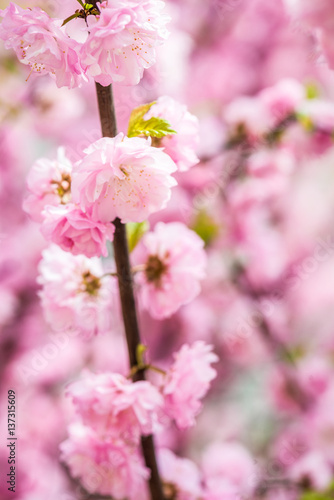 beautiful garden spring flowers © Erika