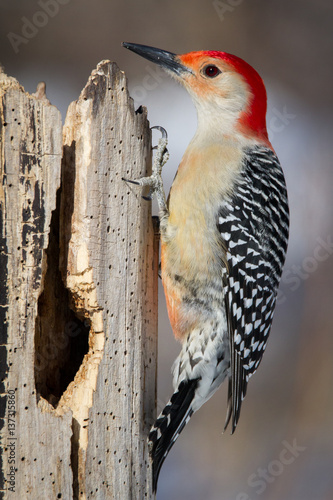 Red-bellied Woodpecker in winter.