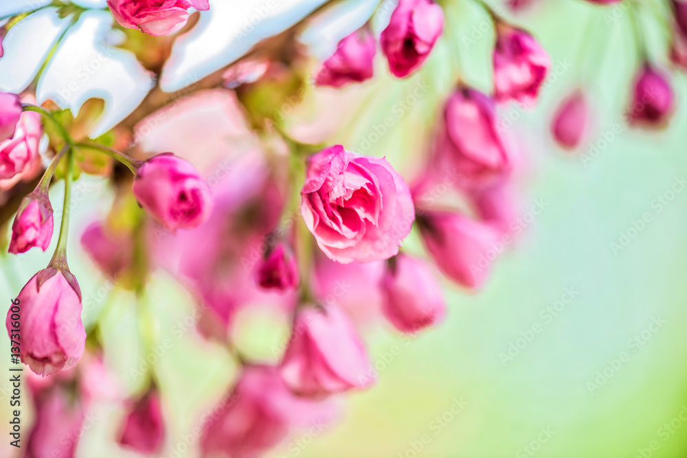 Fototapeta premium Spring Cherry blossoms, pink flowers.