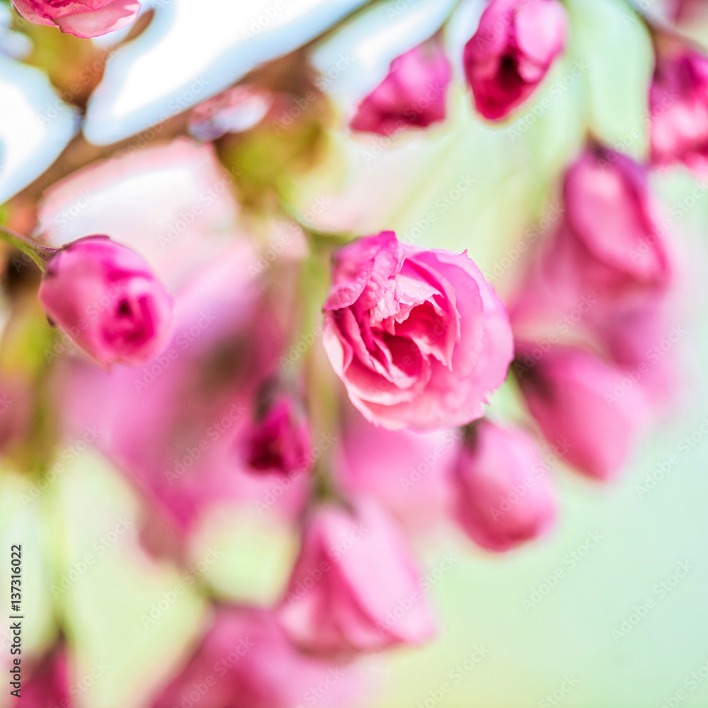 Spring Cherry blossoms, pink flowers. Spring Cherry blossoms, pink flowers.