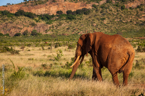 Canvas Print elephant