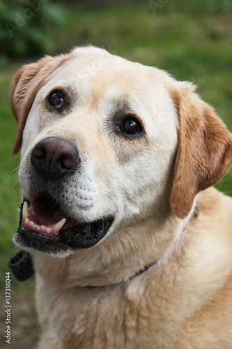 Face of a beige Labrador © Jackie