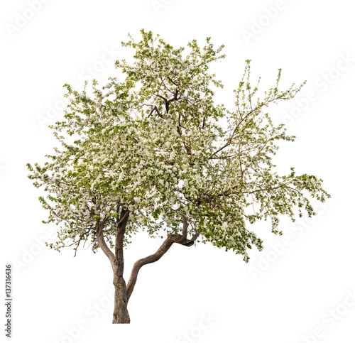 isolated white blooming apple-tree