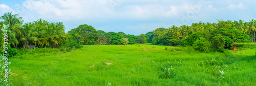 The juicy meadow photo