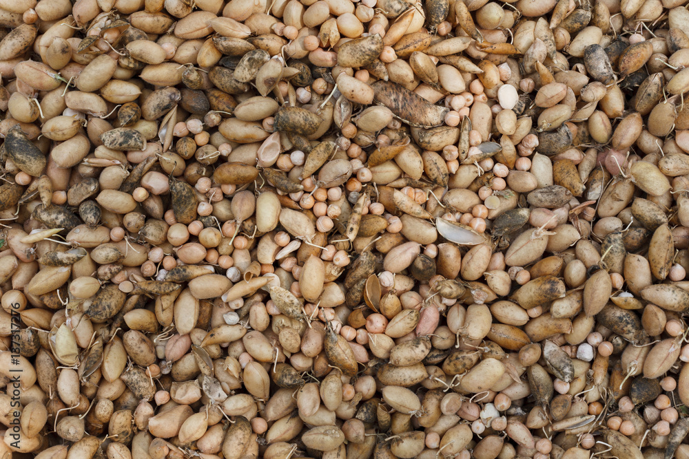 Organic onion gathered at ecological farm, background Organic onion gathered at ecological farm, background