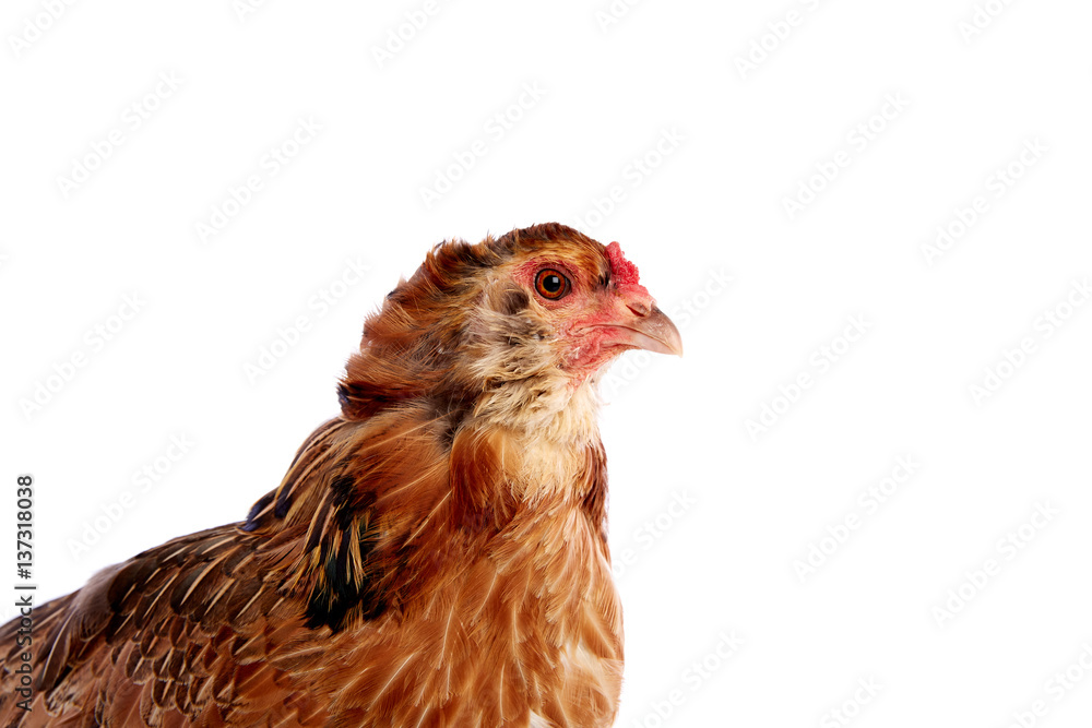 Araucana hen of blue easter eggs from Chile Araucana hen of blue easter eggs from Chile