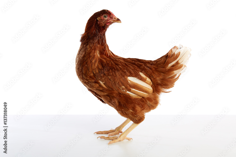 Fototapeta premium Brown hybrid hen isolated on white