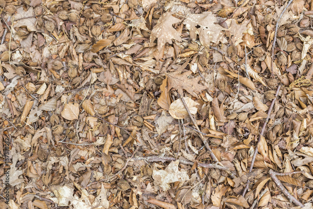 Forest Floor Forest Floor