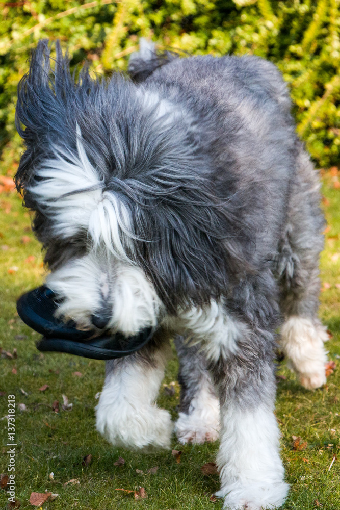 Bearded Collie playing in the garden