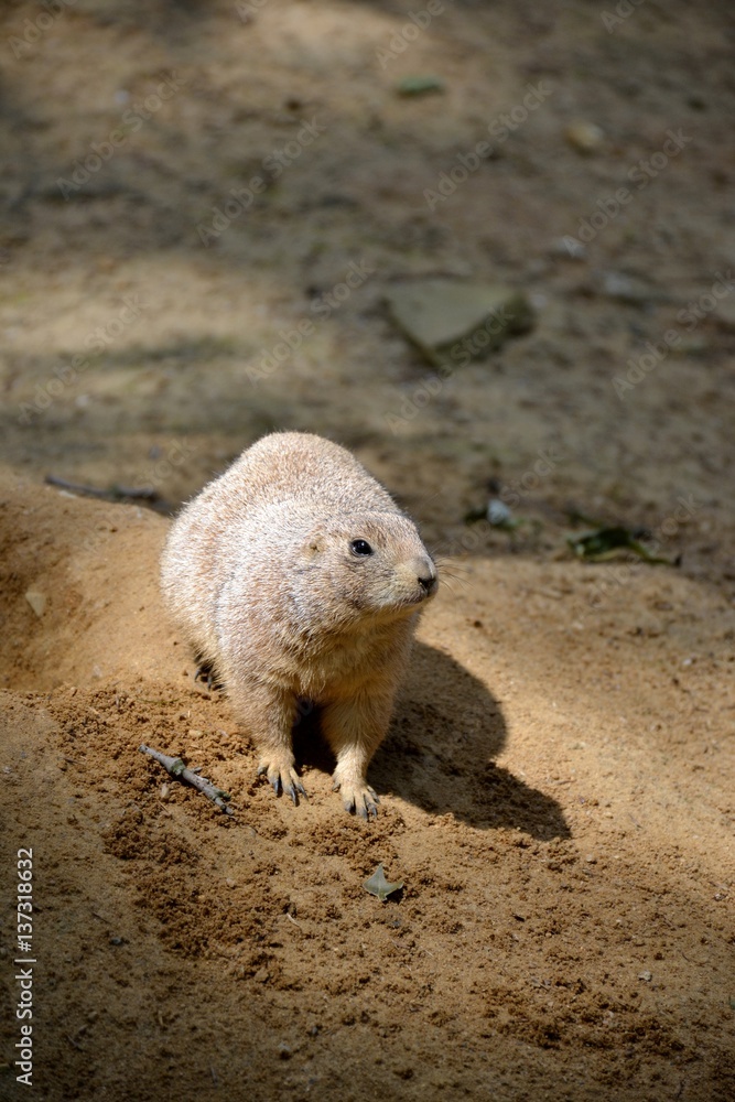 Details of wild prairie dogs and sand Details of wild prairie dogs and sand