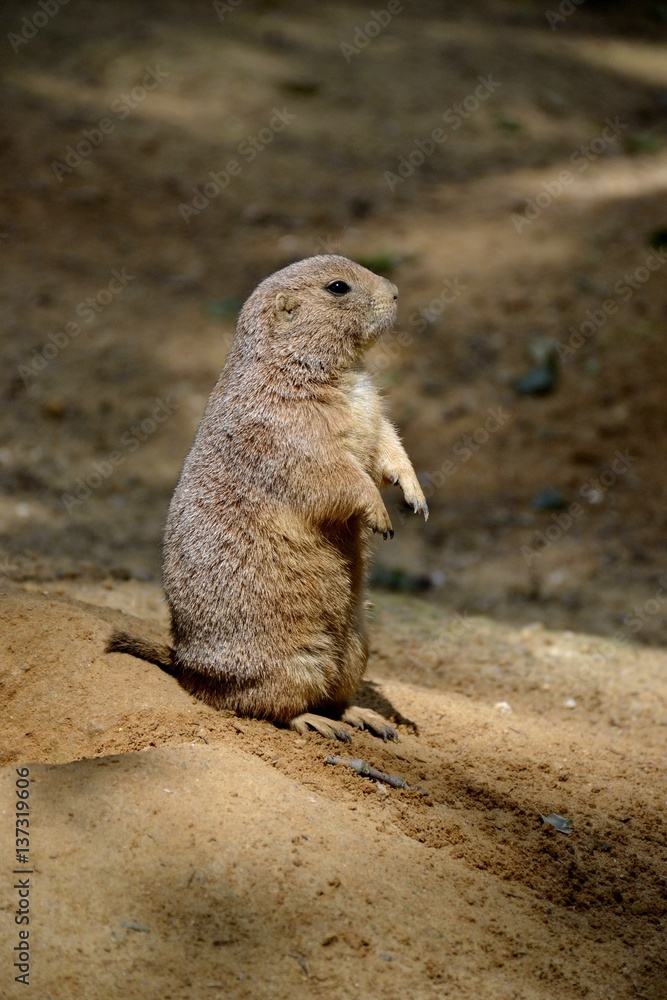 Details of wild prairie dogs and sand Details of wild prairie dogs and sand