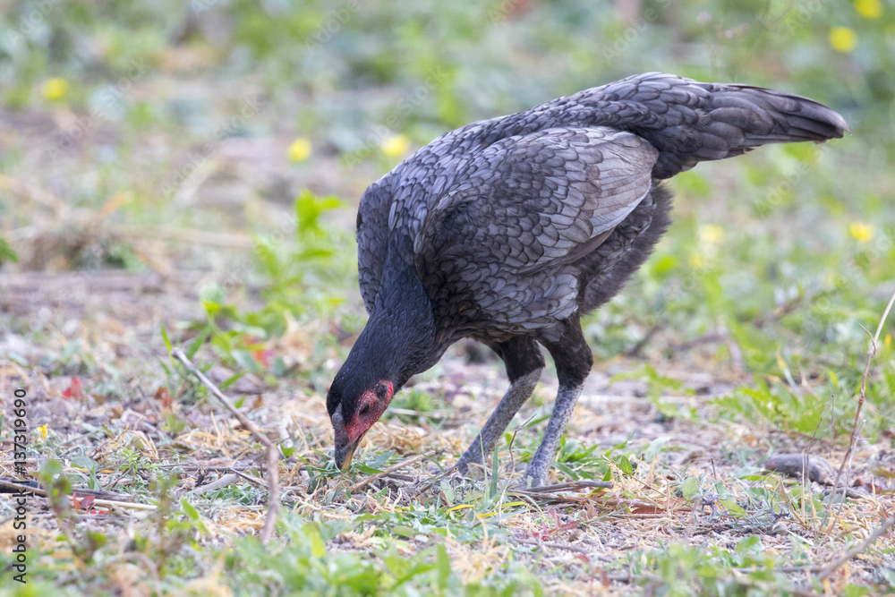 Image of a hen in green field. Farm Animals. Image of a hen in green field. Farm Animals.