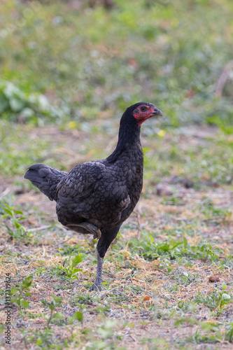 Image of a hen in green field. Farm Animals.