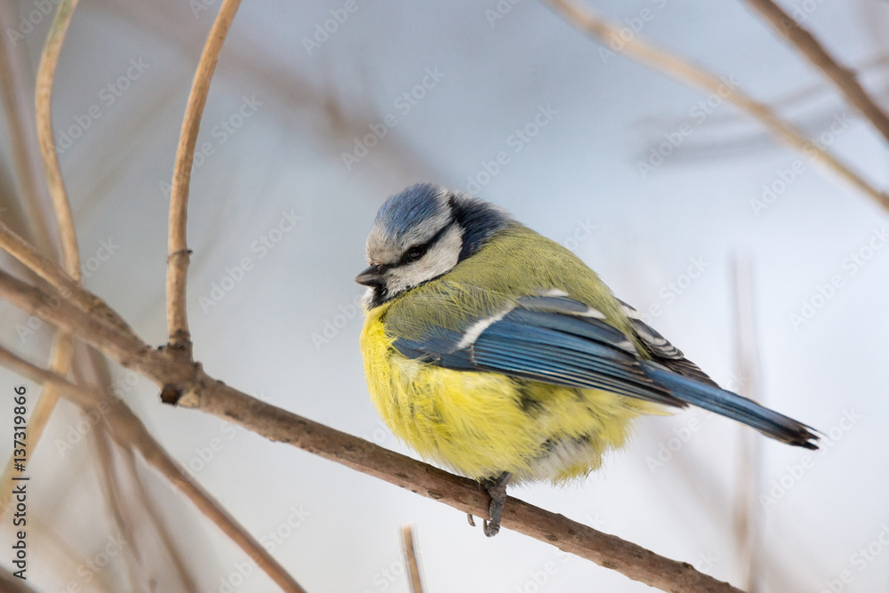 Fototapeta premium tit on a branch