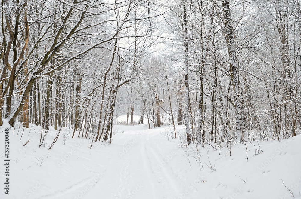Fototapeta premium Forest road covered with snow in the winter forest