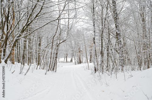 Forest road covered with snow in the winter forest