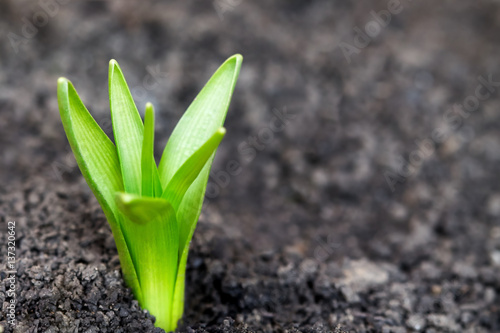 Young hyacinth sprout in garden, new plant just starting to grow with out of focus background. Copy space