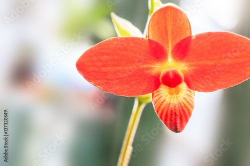 Paphiopedilum orchid bloom in the park