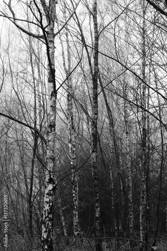 English woodland on a foggy misty morning