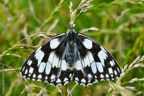 Czarno biały motyl, polowiec szachownica photo