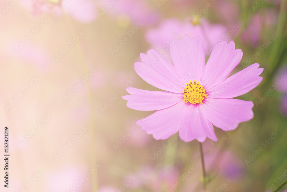 selection focus soft cosmos flowers fields in full bloom.
