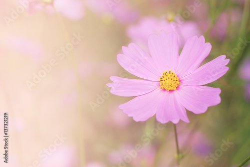 selection focus soft cosmos flowers fields in full bloom.  