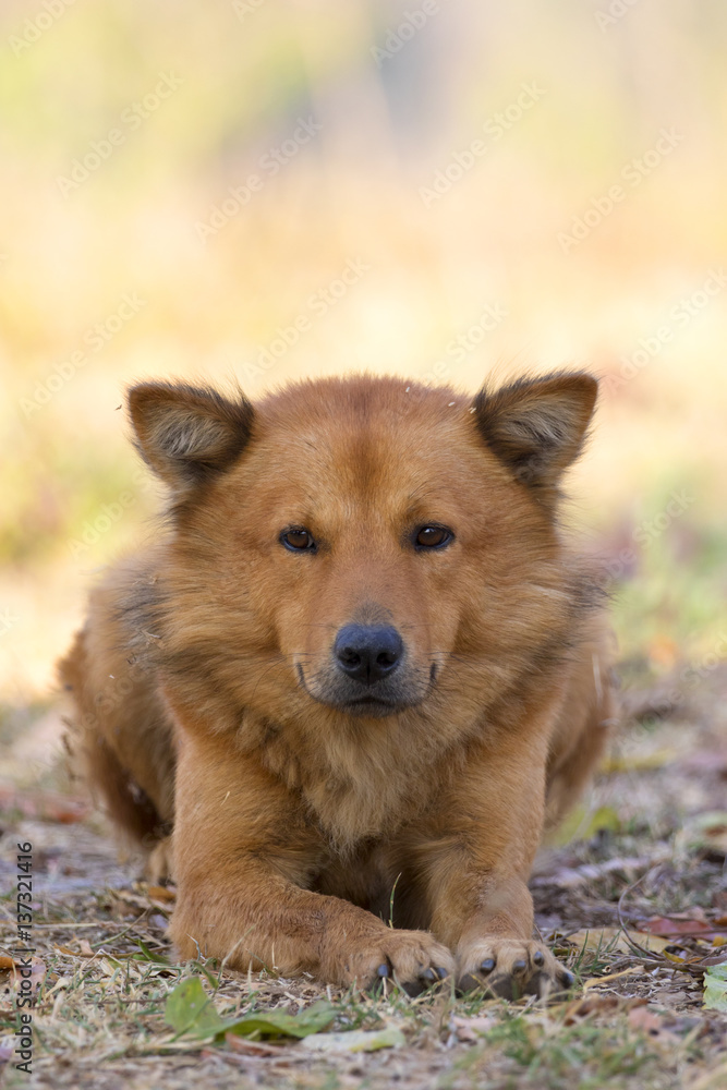 Image of brown dog on nature background. Pet. Image of brown dog on nature background. Pet.