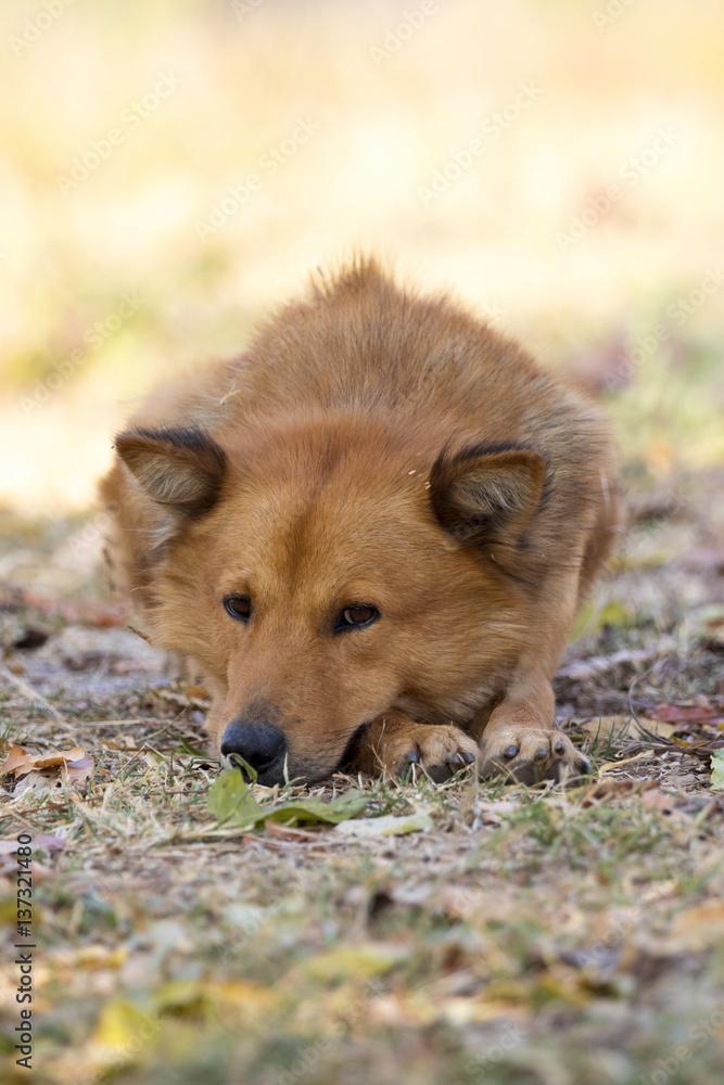 Fototapeta premium Image of brown dog on nature background. Pet.