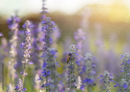 Fototapeta Naklejka Na Ścianę i Meble -  Honey bee on Blue Salvia  - blur background and select focus