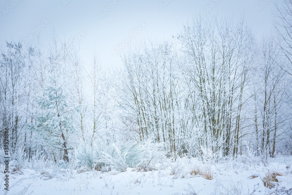 Polish winter landscape
