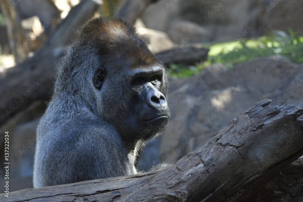 Big silverback Gorilla in park Big silverback Gorilla in park