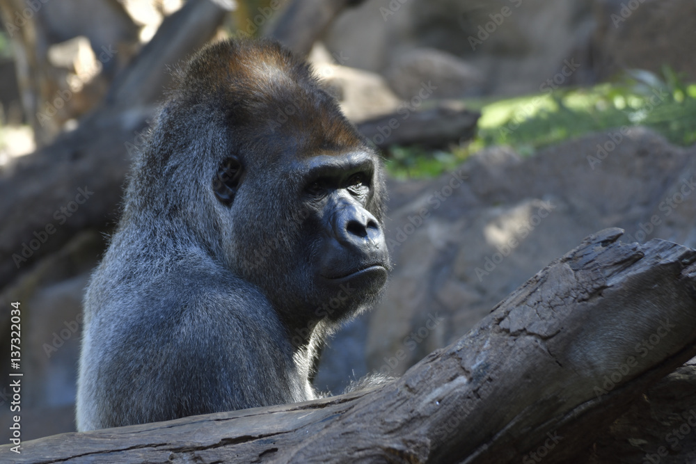 Big silverback Gorilla in park