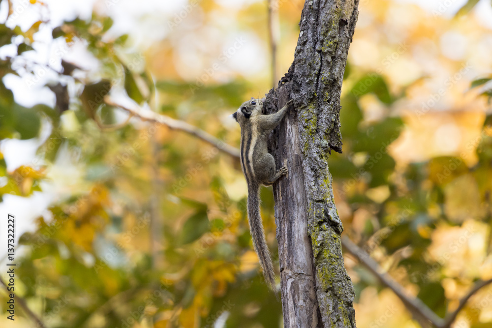 Image of Chipmunk small striped rodent. Wild Animals. Image of Chipmunk small striped rodent. Wild Animals.
