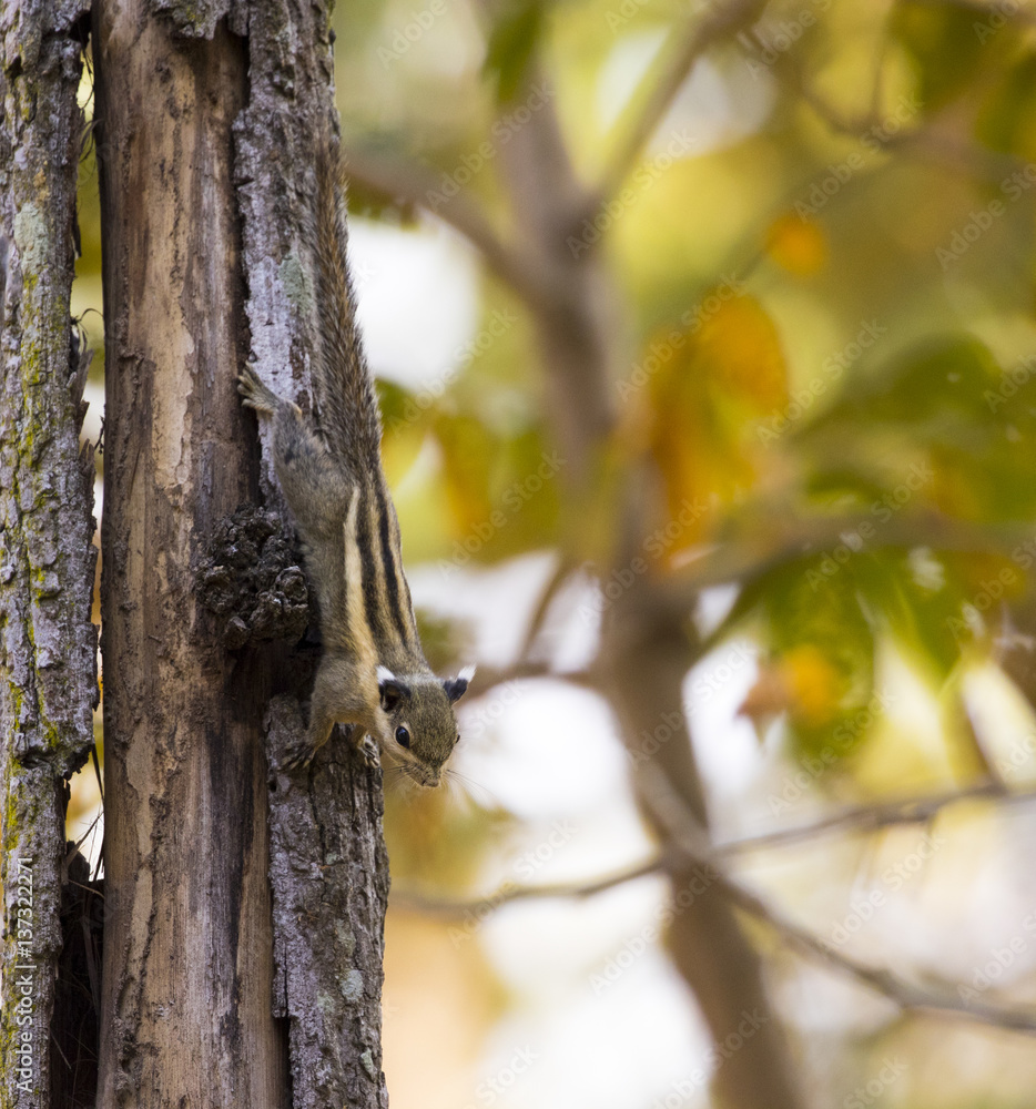 Image of Chipmunk small striped rodent. Wild Animals. Image of Chipmunk small striped rodent. Wild Animals.