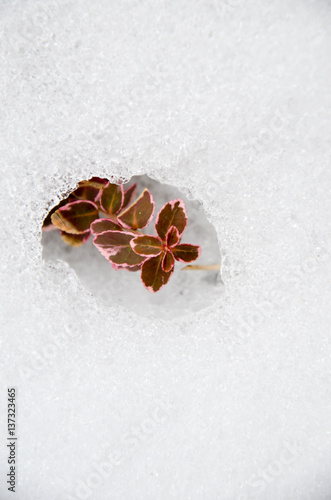 Euonymus fortunei red coloured in snow