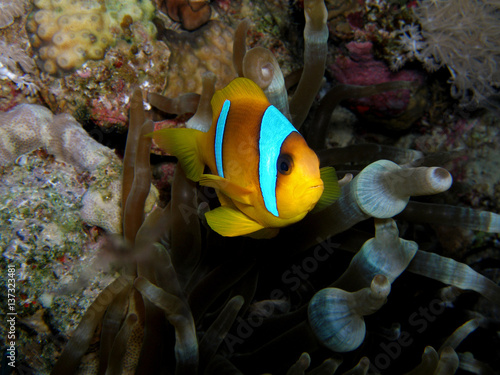 Anemonefish   underwater photograph  dive site - Canyon  Dahab  Egypt