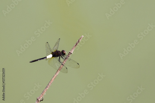 Image of dragonfly perched on a tree branch on nature background. Insect Animals.