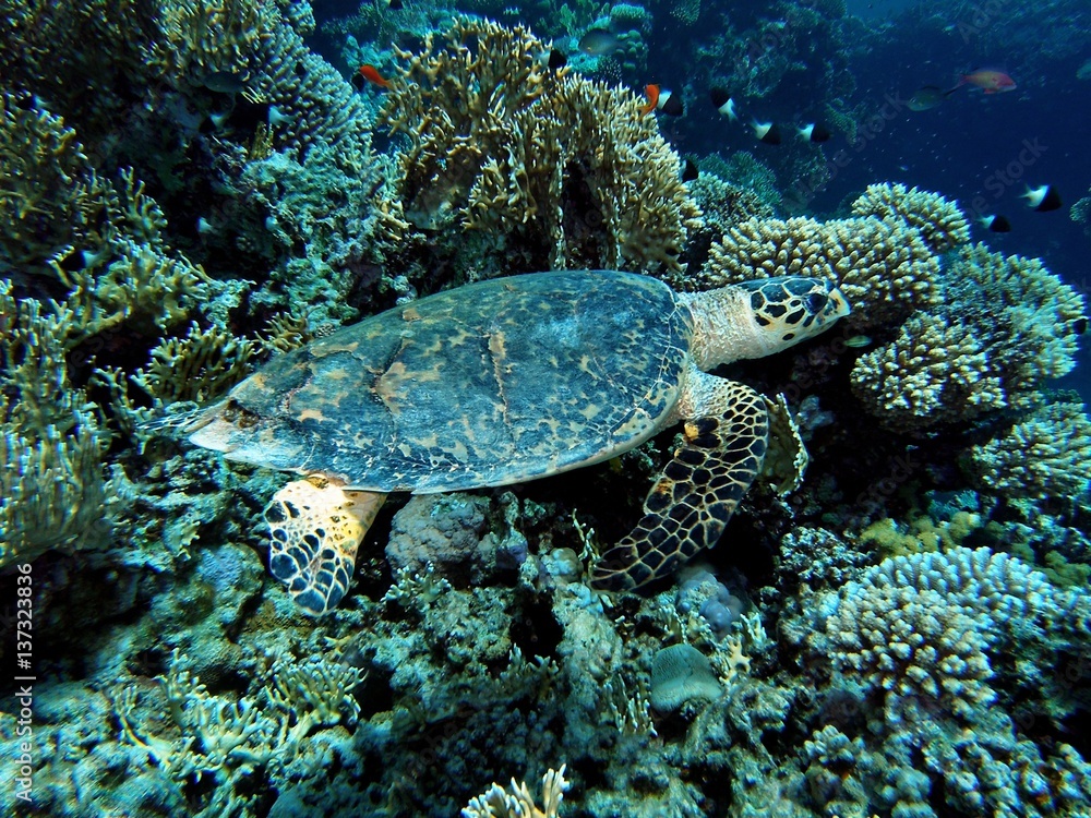 Naklejka premium Sea turtle / underwater photograph, Hawksbill turtle, dive site - Thomas Reef, Egypt, depth - 15m.