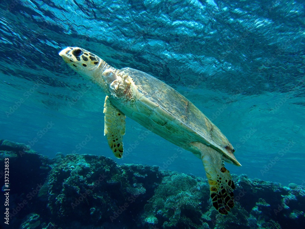 Naklejka premium Handicapped sea turtle / underwater photograph, hawksbill turtle after (probably) shark attack without fin, dive site - Thomas Reef, Egypt, depth - 3m.