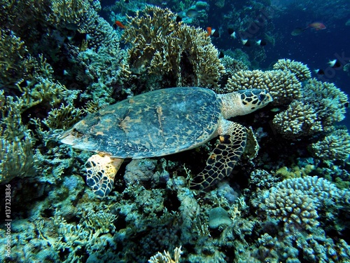 Sea turtle / underwater photograph, Hawksbill turtle, dive site - Thomas Reef, Egypt, depth - 15m.