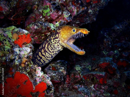 Foto Tiger moray - underwater photograph, dive site - Cueva De Los Camarones, Tenerife, Canarian Islands, depth - 23m