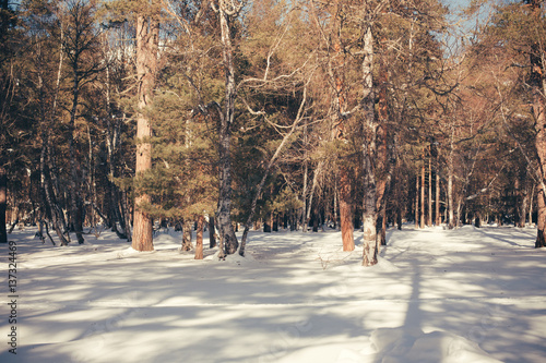 Winter coniferous forest, wild landscape in the countryside views.