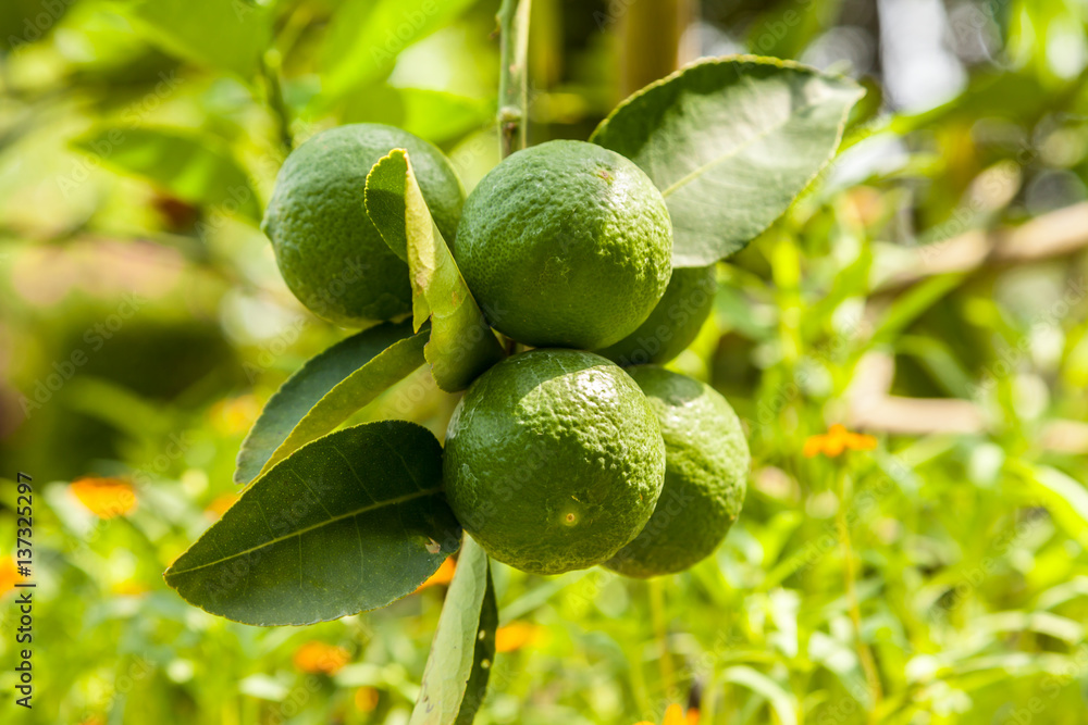 Lemons on tree Lemons on tree