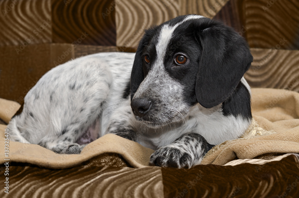 Spotted puppy lying sad on the couch. Selective focus. Spotted puppy lying sad on the couch. Selective focus.