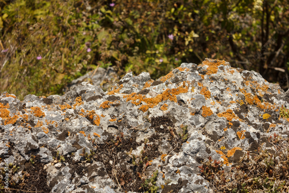 Stone with lichen